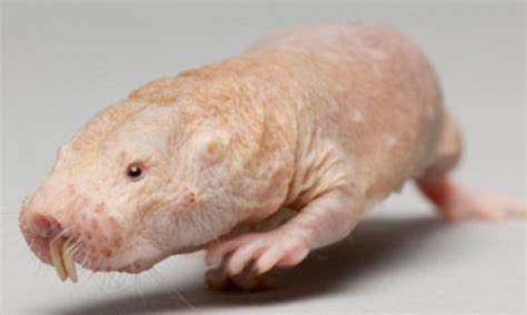 Naked Mole Rat From East Africa Holds The Secret To Eternal Youth