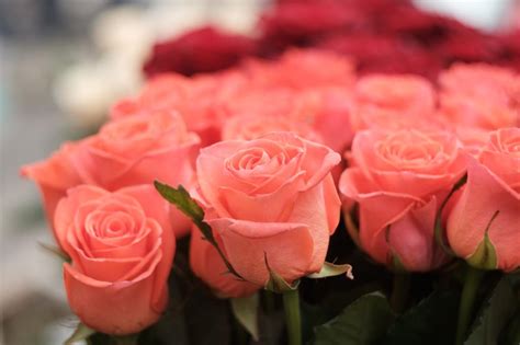 Costcos 2021 Valentines Day Rose Sale Has Arrived