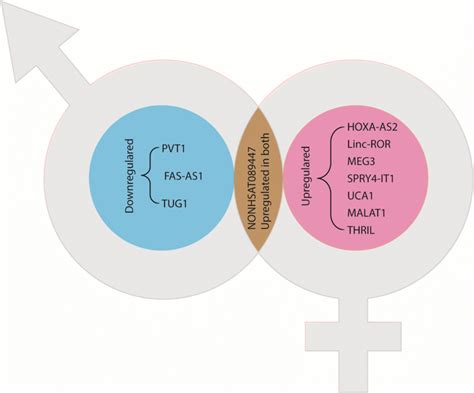 Schematic Showing The Sex Specific Lncrna In Male Patients Blue Download Scientific Diagram
