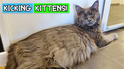 Kittens Moving Clearly In The Belly Pregnant Maine Coon Youtube