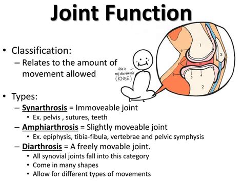 Ppt Joints Powerpoint Presentation Free Download Id2034256