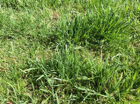 Whats This Wide Blade Grass In My Bluegrass Fescue Yard And How Do I