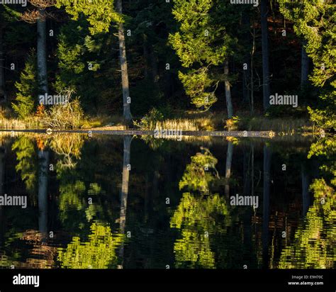 Großer Arbersee Lake Bavarian Forest National Park Bavaria Germany