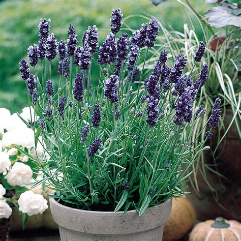 Buy Lavender Augustifolia Hidcote J Parker Dutch Bulbs