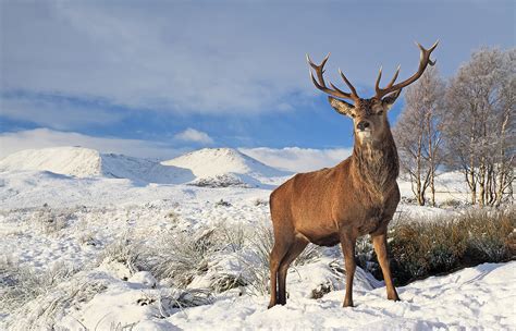 Red Deer Stag Scottish Landscape Photography By Grant