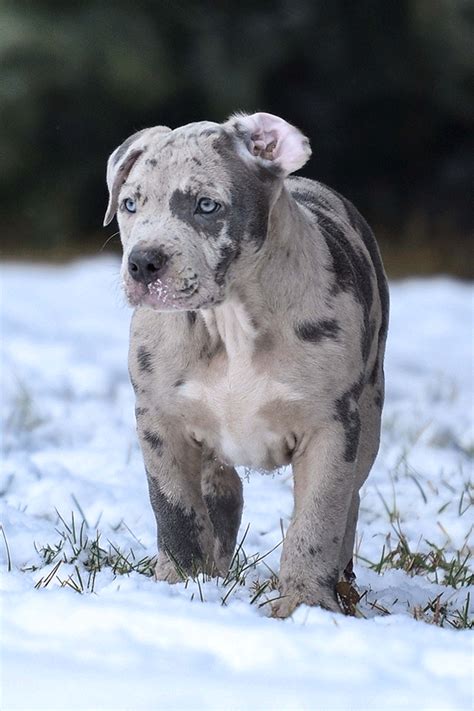 He has a stunning lilac merle coat with beautiful. Merle Pitbull Puppy in 2020 | Bully breeds dogs, Pitbull ...