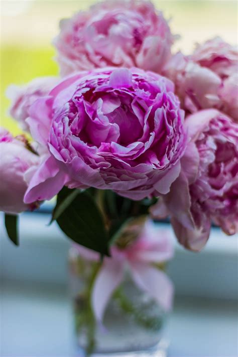 Free Images Blossom Blur Leaf Purple Petal Bloom Vase Rose