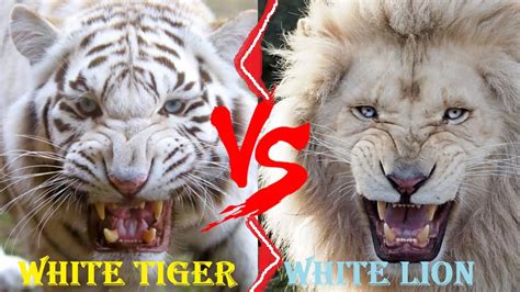 White Tigers Fighting
