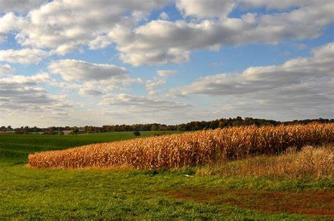 Iowa Corn Field In Autumn Photograph By Diane Lent Fine Art America
