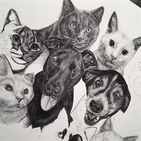 Drawings Of Cats And Dogs Cat Meme Stock Pictures And Photos