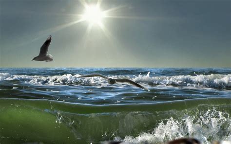 Wallpaper Birds Sea Sun Waves Light Seagulls Splashes Day