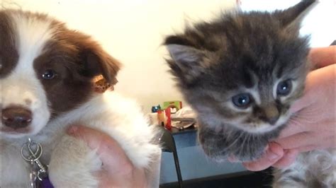 Puppy Meets Kitten Youtube