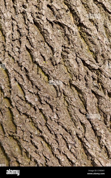 Detail Of Mature Ash Tree Bark For Use As Background Texture Stock