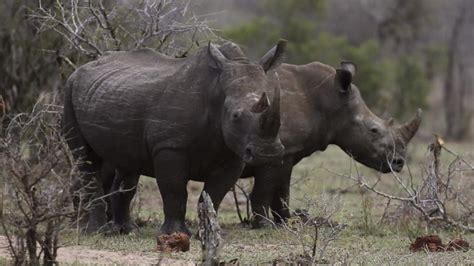 Rhino Poaching Rises Again In South Africa Countryman