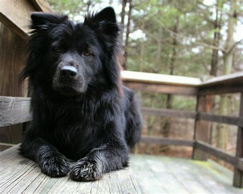 14 Chow Chow Mixes Chow Chow Cross Breeds The Paws
