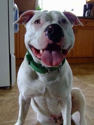 Healthy dogs reach this age, but other factors such as diseases and the environment can influence the 2. American Staffordshire Terrier Dog Breed Information and ...