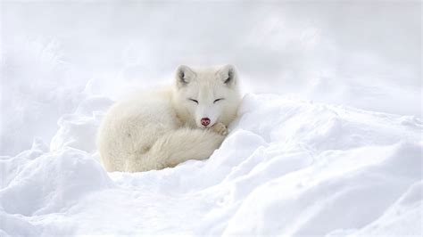 Wallpaper Dogs Arctic Fox Sleeping Snow White Wildlife Wallpaperforu