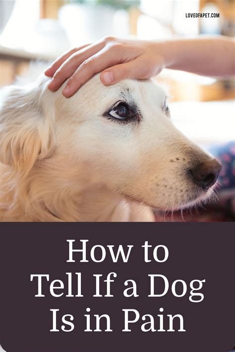 Pin On Dog Health Tips