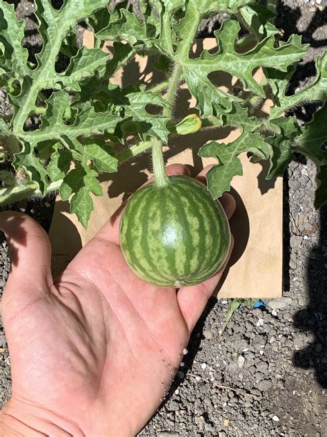Saw Someone Post Their First Watermelon This Is Also My First Time It