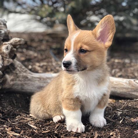 Bernese mountain dogs are especially boisterous as puppies, and therefore will need to be properly trained how to handle smaller animals. Puppies Now Available - ROCKY MOUNTAIN CORGIS