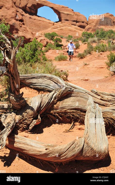 A Dead Juniper Tree On The Trail To Skyline Arch In Arches National