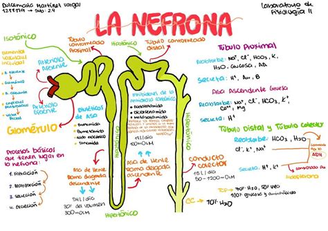 La Nefrona Dulcemaría Vargas uDocz