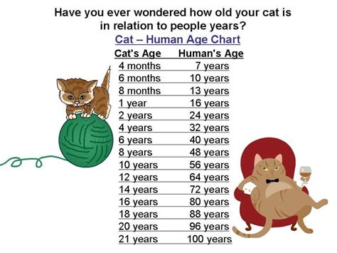 Cat Human Age Chart Cat Years Cats Cat Age Chart