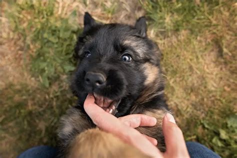 German Shepherd Puppy Biting Learn How To Fix This Behavior