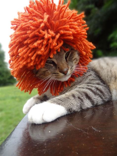 Lion, predator, king of animals, mane, muzzle, eyes, feline, cat. Lion Cat Hat, Lion Cat Costume, Lion Hat for Cats, The ...