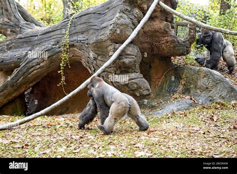 Western Lowland Gorillas In Their Habitat At The Atlanta Zoo Stock