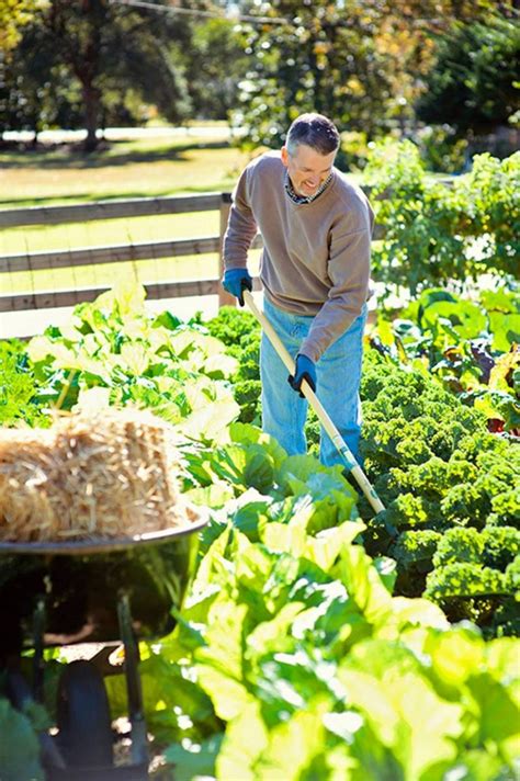Wsmagnet Blog Low Maintenance Vegetable Gardening For A Bountiful