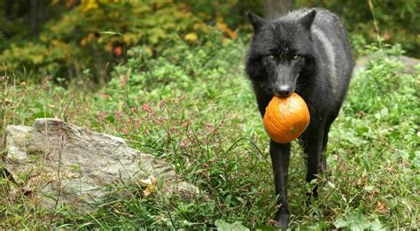 Halloween Virtual Enrichment Program With Wolves Wolf
