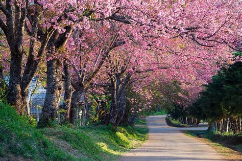 Papeis de parede Arvores floridas Estradas Sakura árvores 