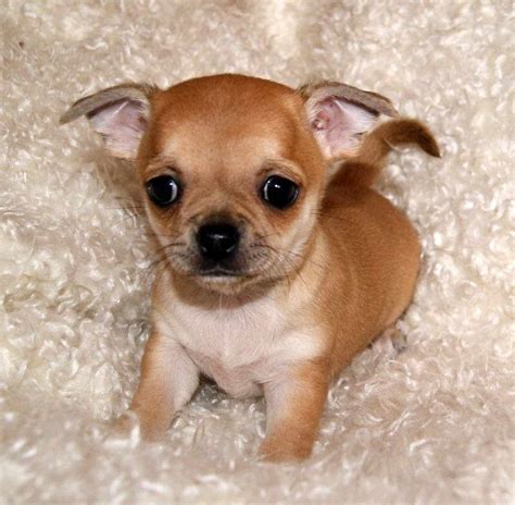 Chihuahua Pug Puppies Petsidi