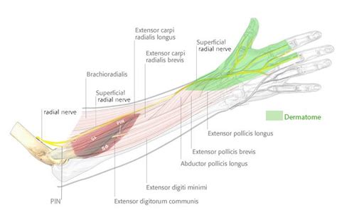 Superficial Radial Nerve Anatomy Orthobullets