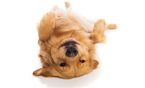 Royal canin golden retriever puppy dry dog food. Best Dog Food for Golden Retrievers: Just the Good Stuff ...