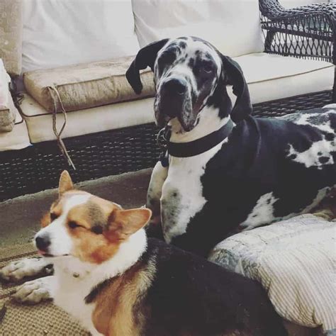 Das günstigste angebot beginnt bei € 10. Deutsche Dogge Corgi Mix Fakten - Hunde Zentrale