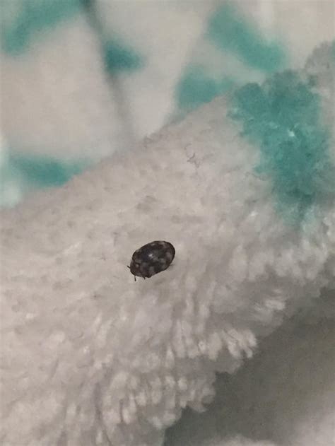 Ive Been Finding This Tiny Bug On My Bed Recently Is It Possibly