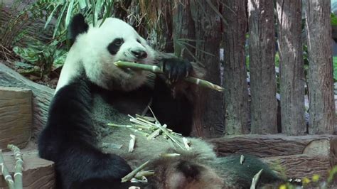 Giant Panda Eating Bamboo Youtube