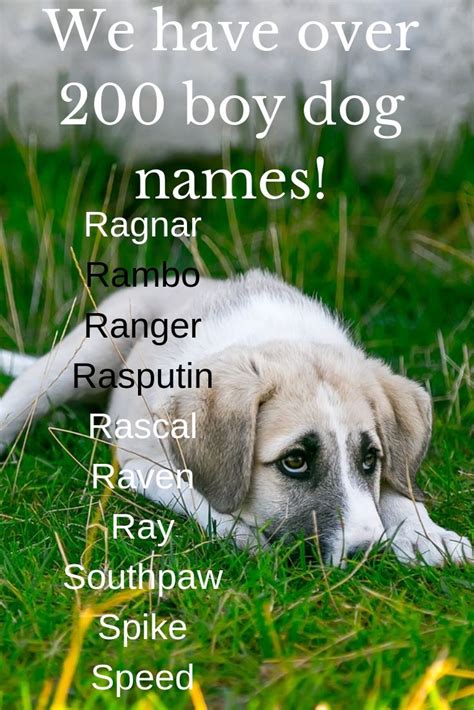 450 Boy Dog Names A Z Dog Names Dog Names Male Boy