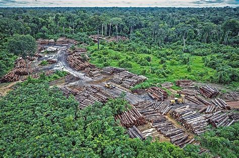 Activists Who Sacrificed Their Lives To Save The Amazon Rainforest Worldatlas
