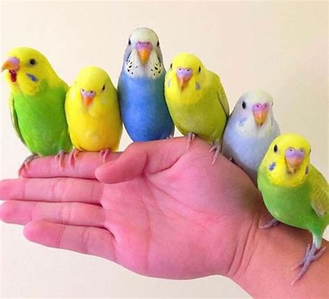 Parakeet Budgie Colors