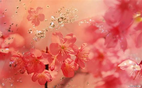 Spring Flower Wallpapers Wide Screen Wallpaper 1080p2k4k