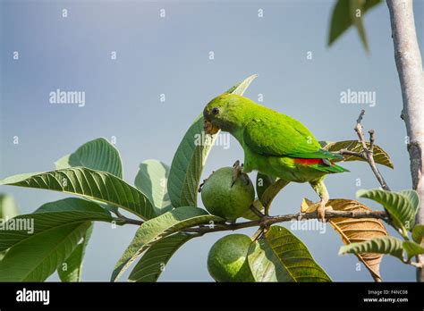 Ceylon Hanging Parrot Specie Loriculus Beryllinus Stock Photo Alamy