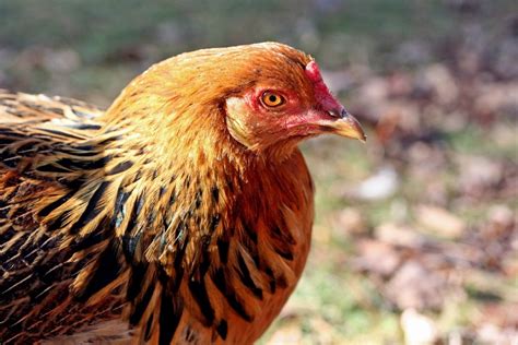 Rhode Island Red Chicken Breed