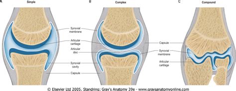 Bhyaline Cartilage Covers Articular Surface Of All Synovial Joints