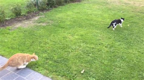 Cats Chasing Each Other In The Garden Youtube