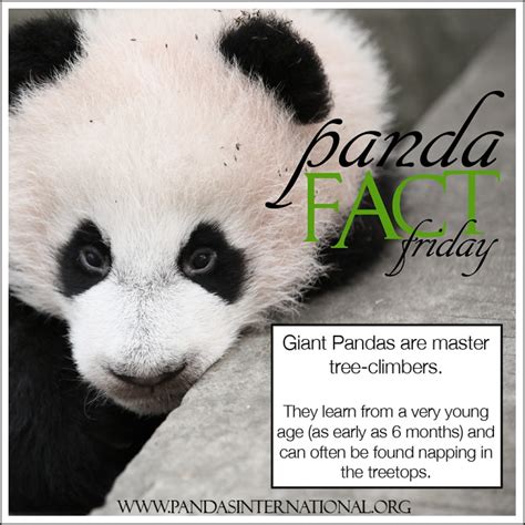 Panda Fact Friday Can Pandas Climb Trees Pandas International