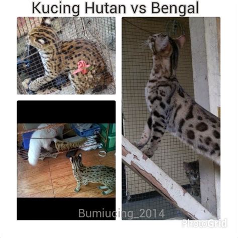 Taukah kamu kucing bengal atau blacan adalah keturunan ketiga dari hasil persilangan antara kucing domestik dengan kucing blacan/kuwuk. PERBEDAAN KUCING HUTAN DAN KUCING BENGAL