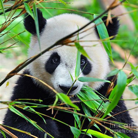 Hungry Giant Panda Bear Eating Bamboo Photograph By Hung Chung Chih